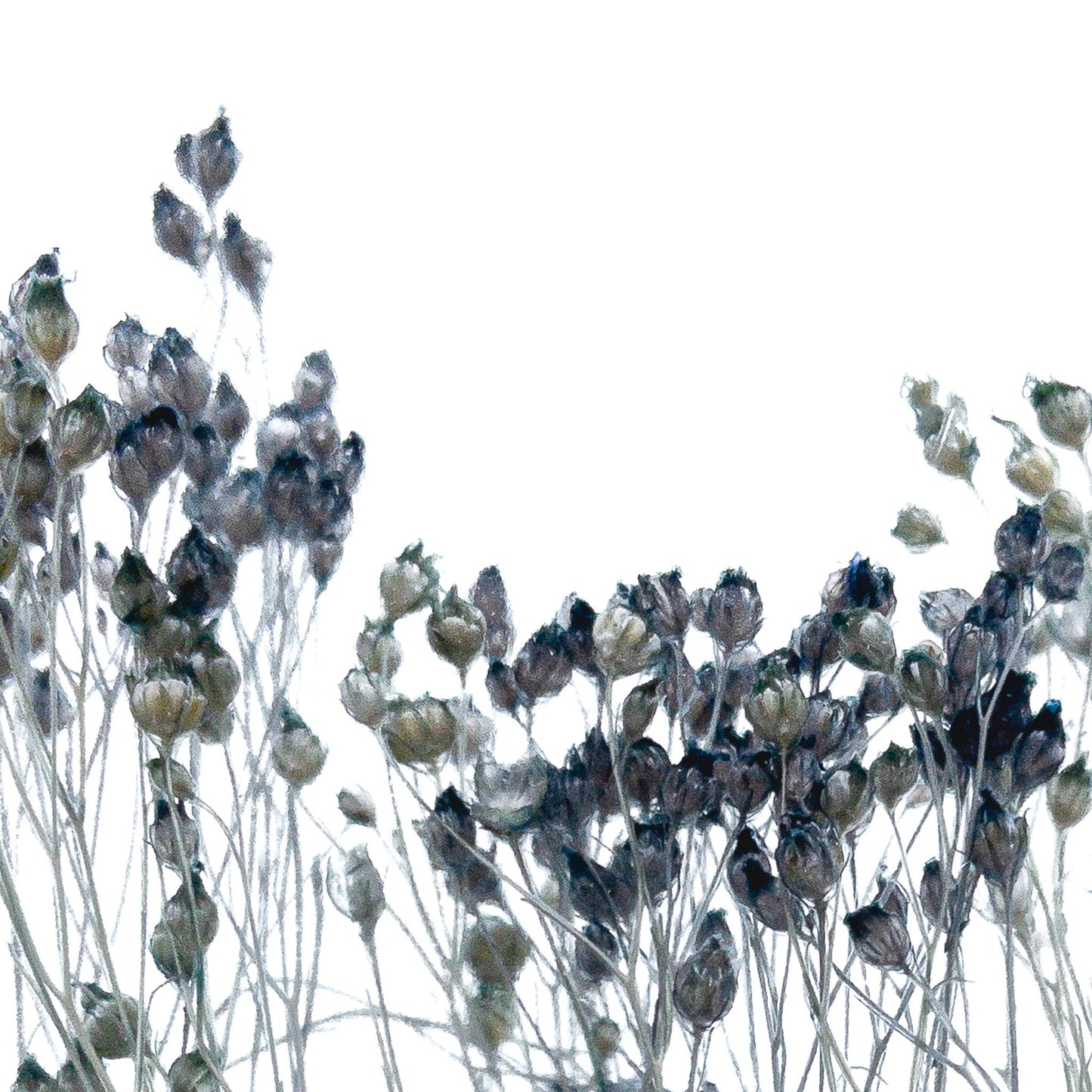 Plante immergée dans un flacon d'apothicaire en verre rond de 12 cm de hauteur. Brin de broom broom d'un bleu gris profond