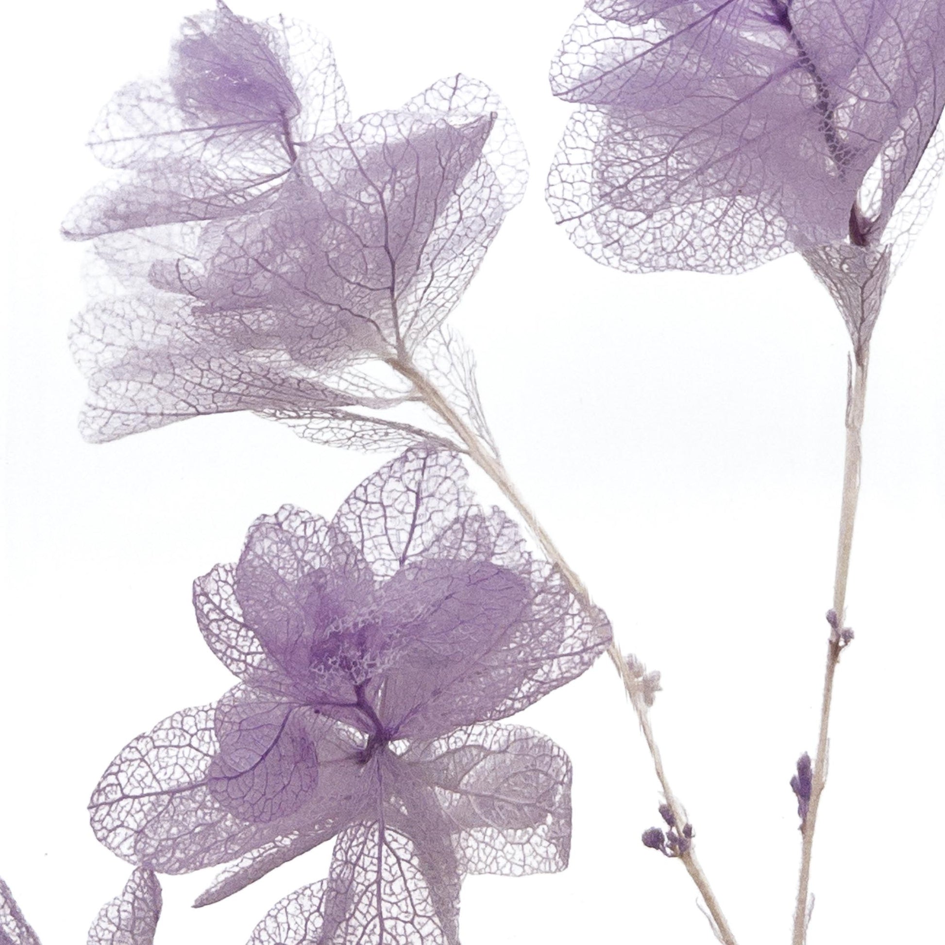 Plante immergée dans un flacon d'apothicaire en verre rond de 21 cm de hauteur. Brin d'Hortensia Feuille de Chêne Lilas